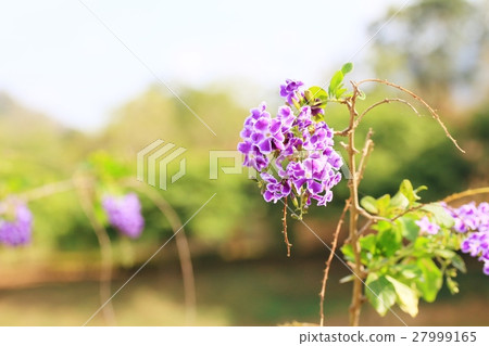 sky flowers 27999165