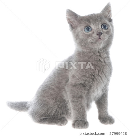 Small gray shorthair kitten sitting 27999428