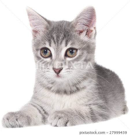 British shorthair tabby kitten lay isolated 27999439