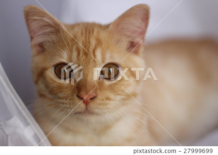 一隻貓盯著你 27999699