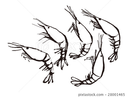 Shrimp prawn watercolor drawing hand-painted 28001465