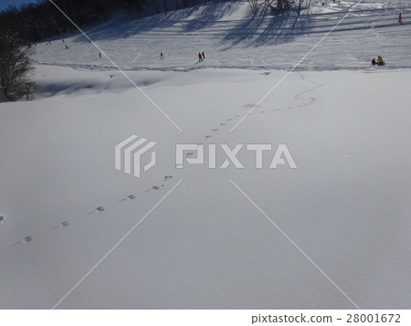 Rabbit's footprint 28001672