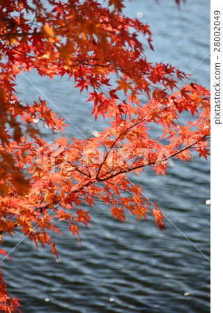 楓葉和水面 28002049