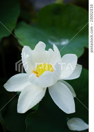 白蓮花 28002816