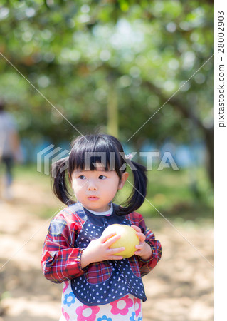 I love pear picking! I love pear picking! 28002903