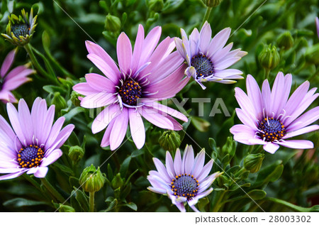 菊花 chrysanthemum 菊花 chrysanthemum 28003302