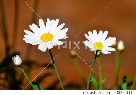 菊花 chrysanthemum 菊花 chrysanthemum 28003311