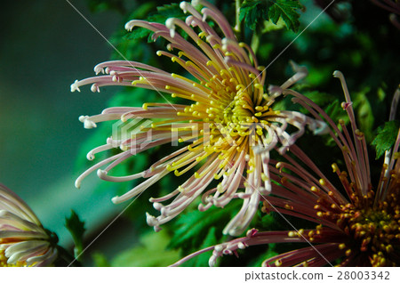 菊花 chrysanthemum 28003342