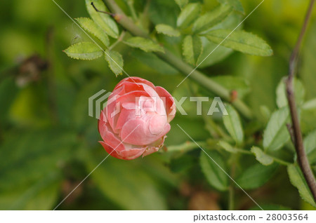 玫瑰 Rose 玫瑰 Rose 28003564