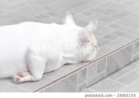 sleepy French bulldog , French bulldog sleepy French bulldog , French bulldog 28005158