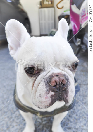 French bulldog's looking to the camera 28005174