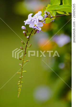 Golden Dewdrop 28005205