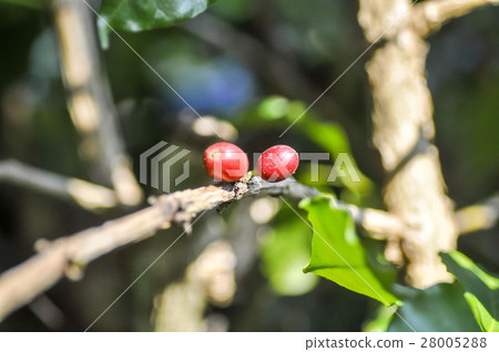 coffee beans on  coffee plant 28005288