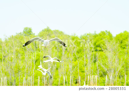 flying birds near the forest flying birds near the forest 28005331