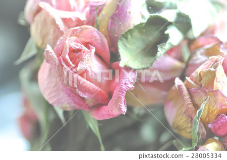 dried rose flower in blur background dried rose flower in blur background 28005334