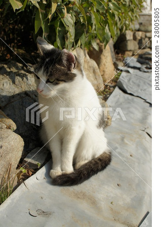 Cat Cat 28005805