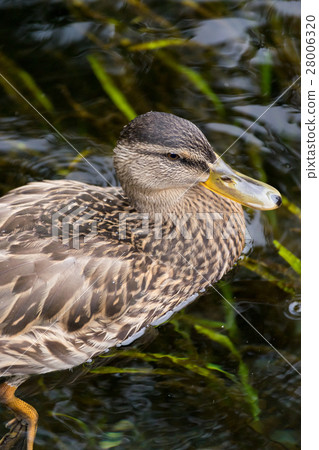Duck swimming in the water 28006320