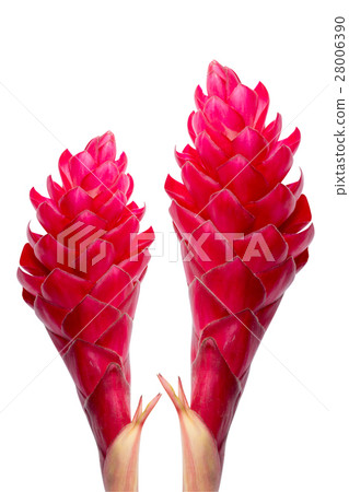 beautiful tropical red ginger flower. beautiful tropical red ginger flower. 28006390