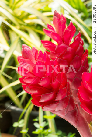 beautiful tropical red ginger flower. beautiful tropical red ginger flower. 28006393