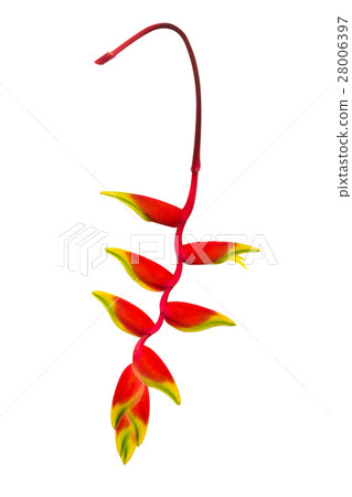 Beautiful Heliconia blooming on white background. 28006397