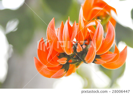 Bastard Teak, Bengal Kino, Flame of the Forest 28006447