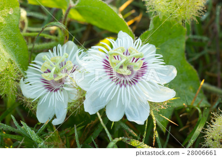 Fetid passionflower, Scarletfruit passionflower 28006661