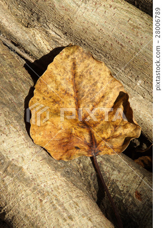 Dry leaves of the Bodhi tree Dry leaves of the Bodhi tree 28006789