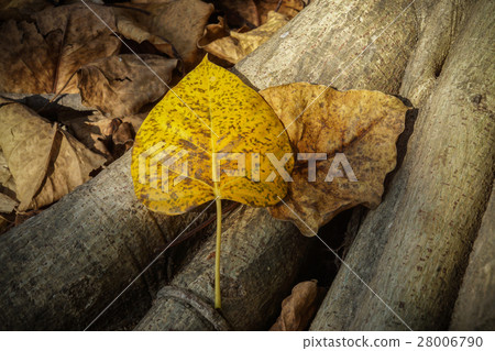 Dry leaves of the Bodhi tree Dry leaves of the Bodhi tree 28006790