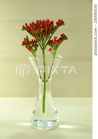 Kalanchoe blossfeldiana Poellnitz flower Kalanchoe blossfeldiana Poellnitz flower 28006838