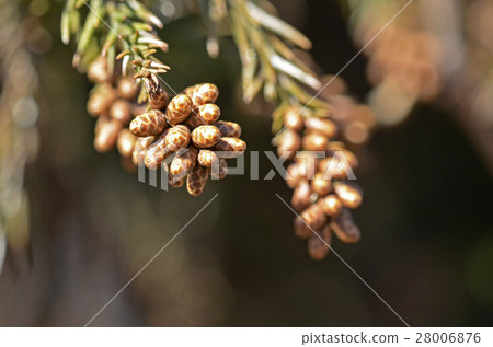 Cedar male 28006876