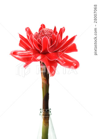 Red flower of etlingera elatior Red flower of etlingera elatior 28007068