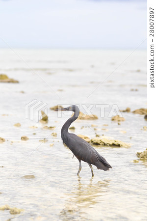 Pacific Reef Egret or Egretta sacra bird Pacific Reef Egret or Egretta sacra bird 28007897