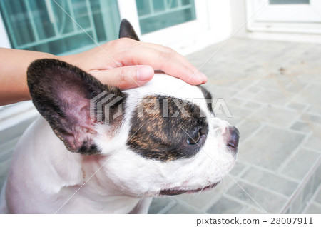 Someone's groping a dog,dog Someone's groping a dog,dog 28007911