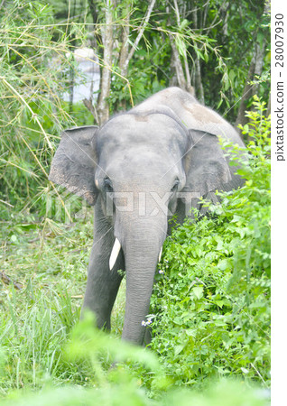 elephant in the forest elephant in the forest 28007930