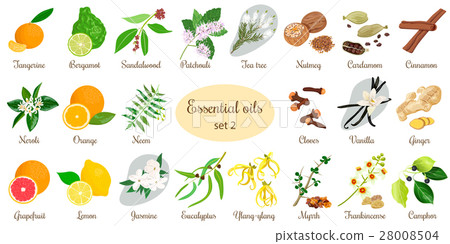 Big set of essential oil plants. Vanilla, cinnamon 28008504