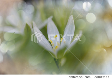 Snowdrops Snowdrops 28009443