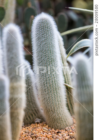Groups of green cactus 28009580