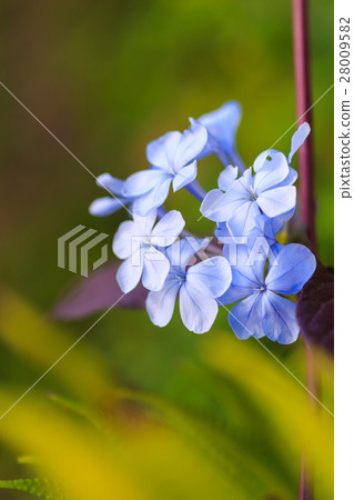 purple flower purple flower 28009582