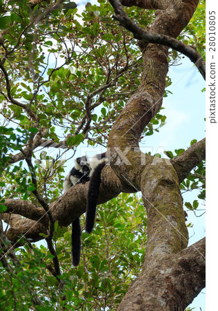 Black-and-white ruffed lemur, Madagascar wildlife 28010805