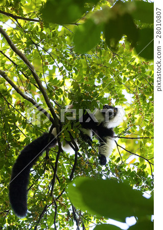 Black-and-white ruffed lemur, Madagascar wildlife 28010807