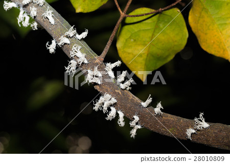 Flatid planthopper nymph, Madagascar wildlife 28010809