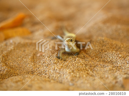 Madagascar girdled lizard, madagascar wildlife Madagascar girdled lizard, madagascar wildlife 28010810