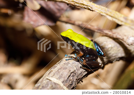 frog Climbing Mantella, Madagascar wildlife frog Climbing Mantella, Madagascar wildlife 28010814