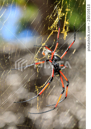 Golden silk orb-weaver on net Madagascar wildlife 28010818