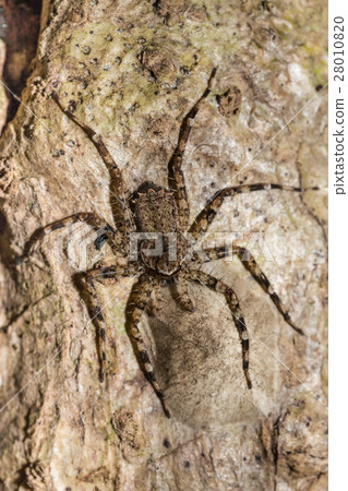 huntsman spider on tree trunk Madagascar wildlife 28010820