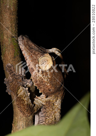 Giant leaf-tailed gecko Madagascar wildlife 28010822