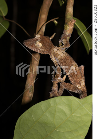 Giant leaf-tailed gecko Madagascar wildlife 28010823