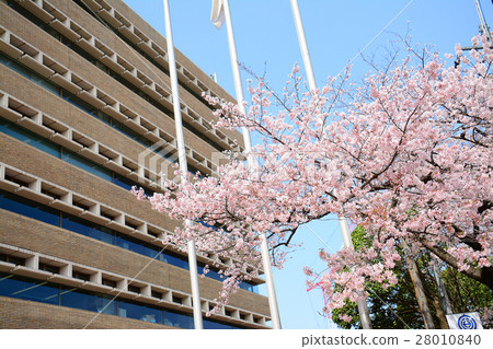 Cherry blossom trees in front of Musashino City Hall Cherry blossom trees in front of Musashino City Hall 28010840