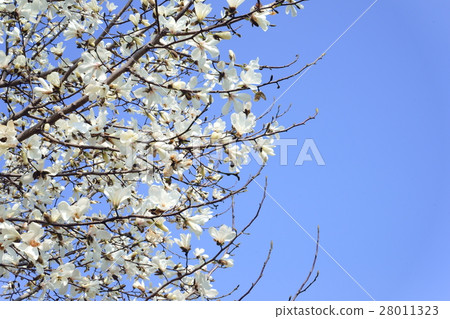 Flowering in early spring · Kobushi Flowering in early spring · Kobushi 28011323