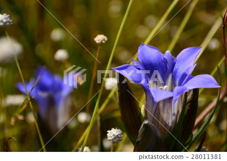 Hosenobindo和Siratamahoshiksa在濕地開花 28011381